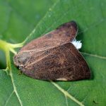 チュウゴクアミガサハゴロモ の高画質写真です。横浜市で、2025年11月12日に撮影したものです。