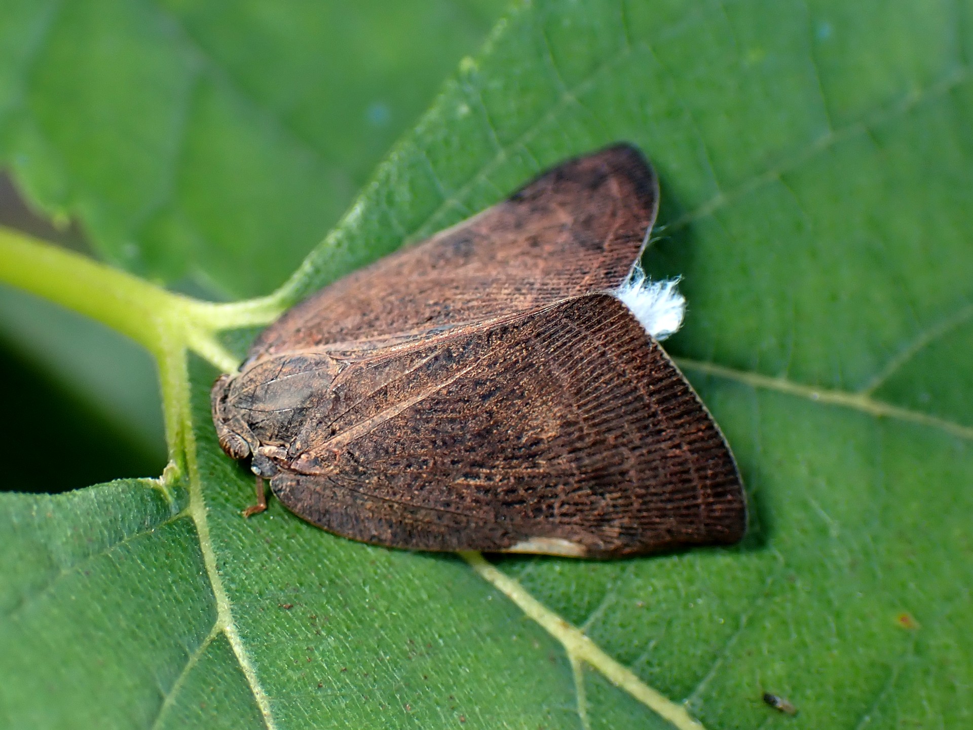 チュウゴクアミガサハゴロモ の高画質写真です。横浜市で、2025年11月12日に撮影したものです。