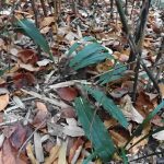 エビネ の高画質写真です。横浜市で、2025年11月30日に撮影したものです。