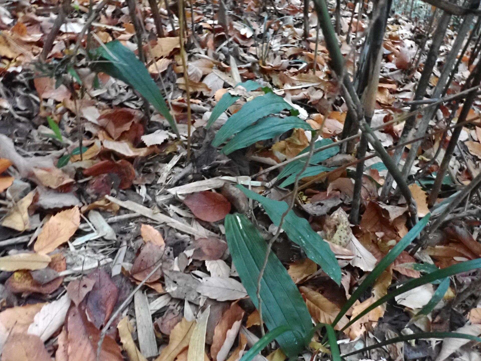 エビネ の高画質写真です。横浜市で、2025年11月30日に撮影したものです。