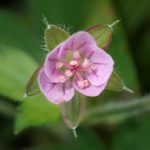 ゲンノショウコ の高画質写真です。横浜市で、2025年11月3日に撮影したものです。