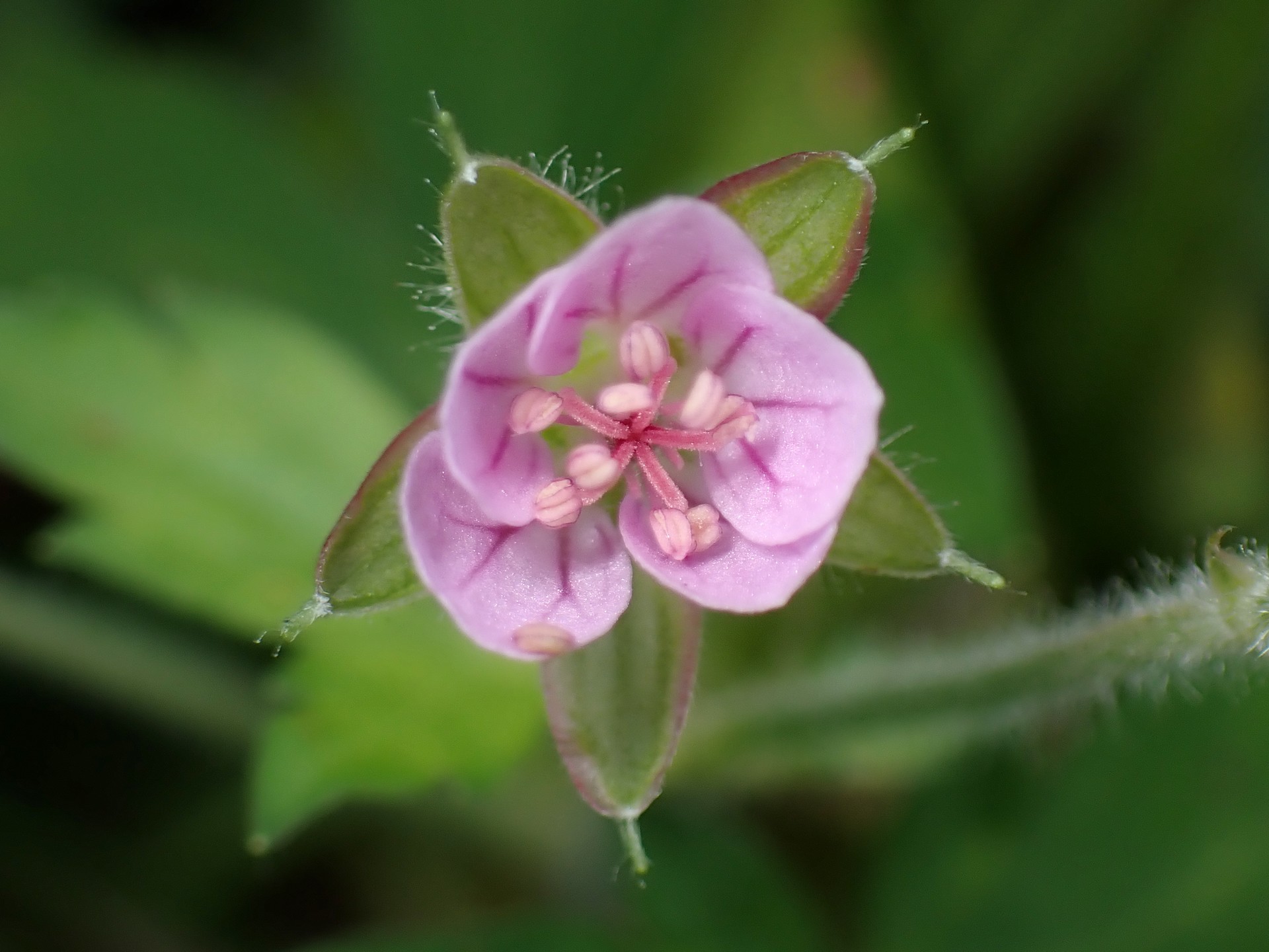 ゲンノショウコ の高画質写真です。横浜市で、2025年11月3日に撮影したものです。