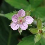 ゲンノショウコ の高画質写真です。横浜市で、2025年11月6日に撮影したものです。