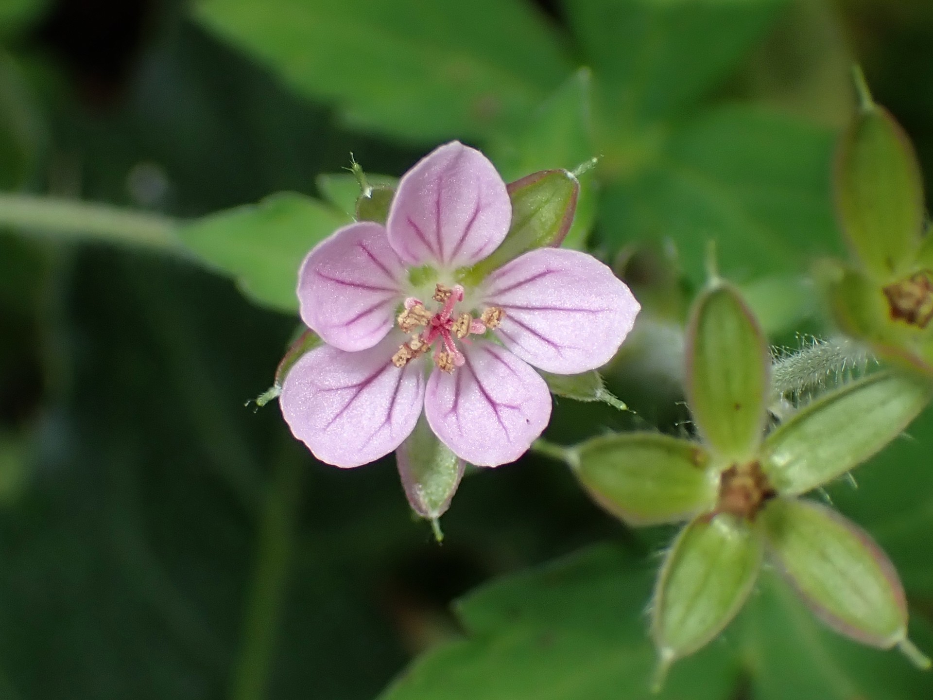ゲンノショウコ の高画質写真です。横浜市で、2025年11月6日に撮影したものです。