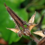 ゲンノショウコ の高画質写真です。横浜市で、2025年11月25日に撮影したものです。