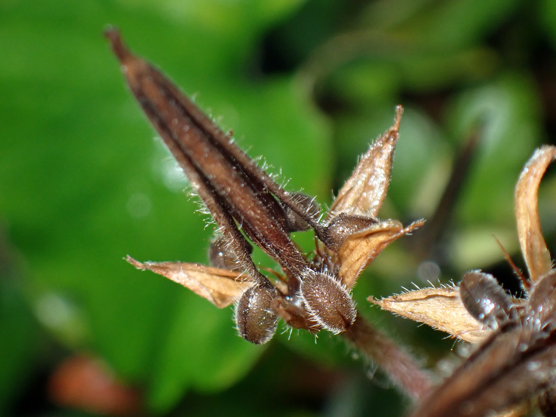 ゲンノショウコ の高画質写真です。横浜市で、2025年11月25日に撮影したものです。
