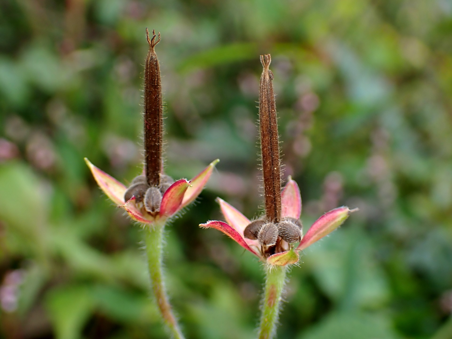 ゲンノショウコ の高画質写真です。横浜市で、2025年11月3日に撮影したものです。