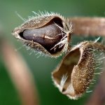 ゲンノショウコ の高画質写真です。横浜市で、2025年11月7日に撮影したものです。