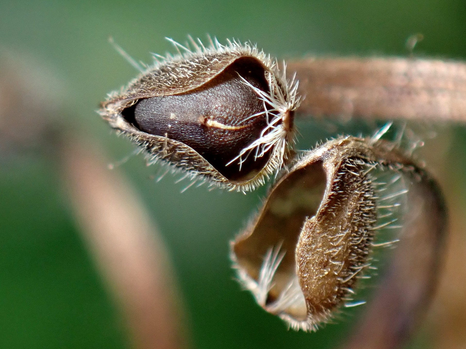 ゲンノショウコ の高画質写真です。横浜市で、2025年11月7日に撮影したものです。