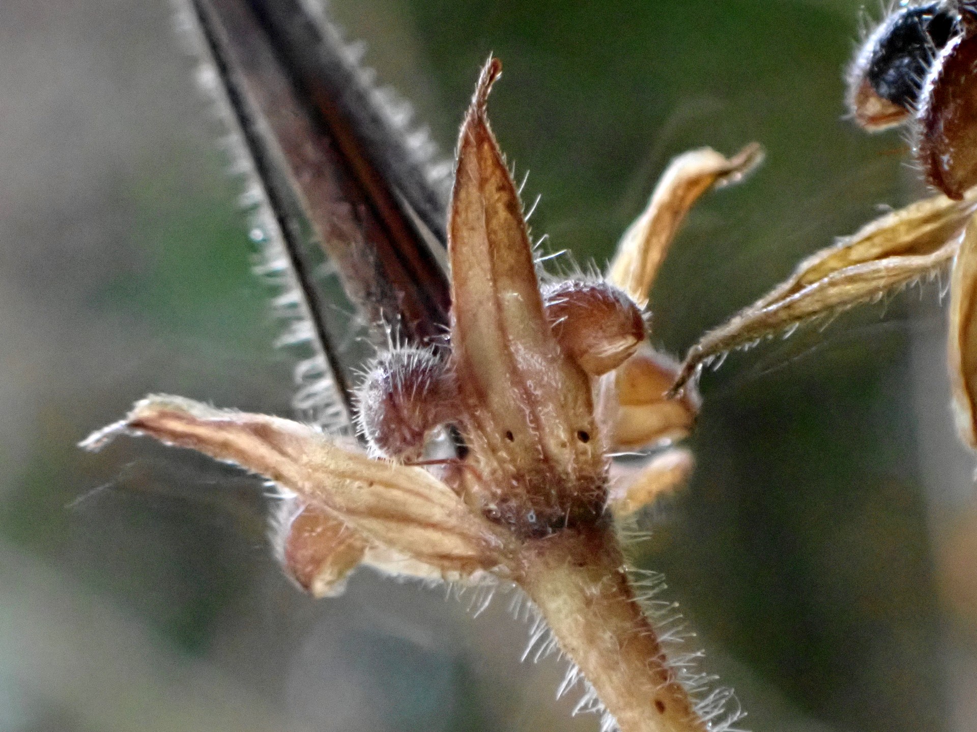 ゲンノショウコ の高画質写真です。横浜市で、2025年11月25日に撮影したものです。