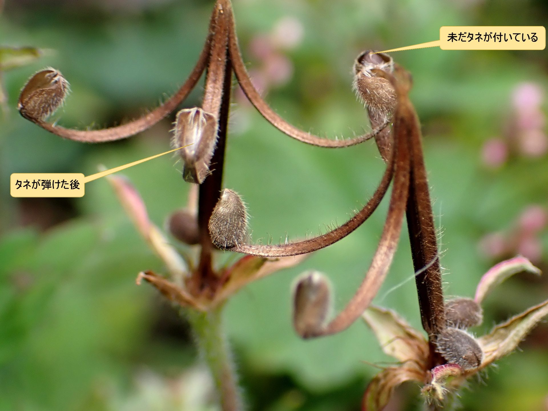 ゲンノショウコ の高画質写真です。横浜市で、2025年11月6日に撮影したものです。