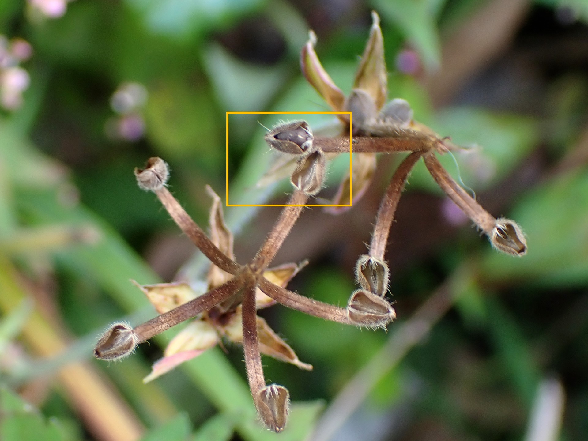 ゲンノショウコ の高画質写真です。横浜市で、2025年11月7日に撮影したものです。