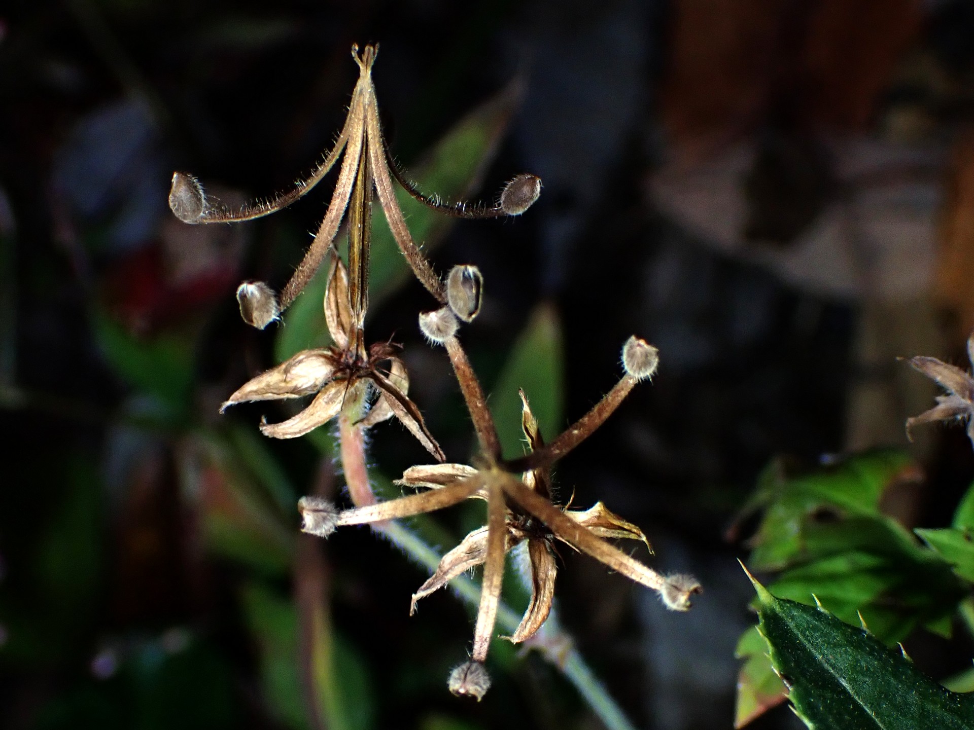 ゲンノショウコ の高画質写真です。横浜市で、2025年11月23日に撮影したものです。