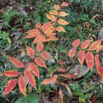 ハゼノキ の高画質写真です。横浜市で、2025年11月17日に撮影したものです。