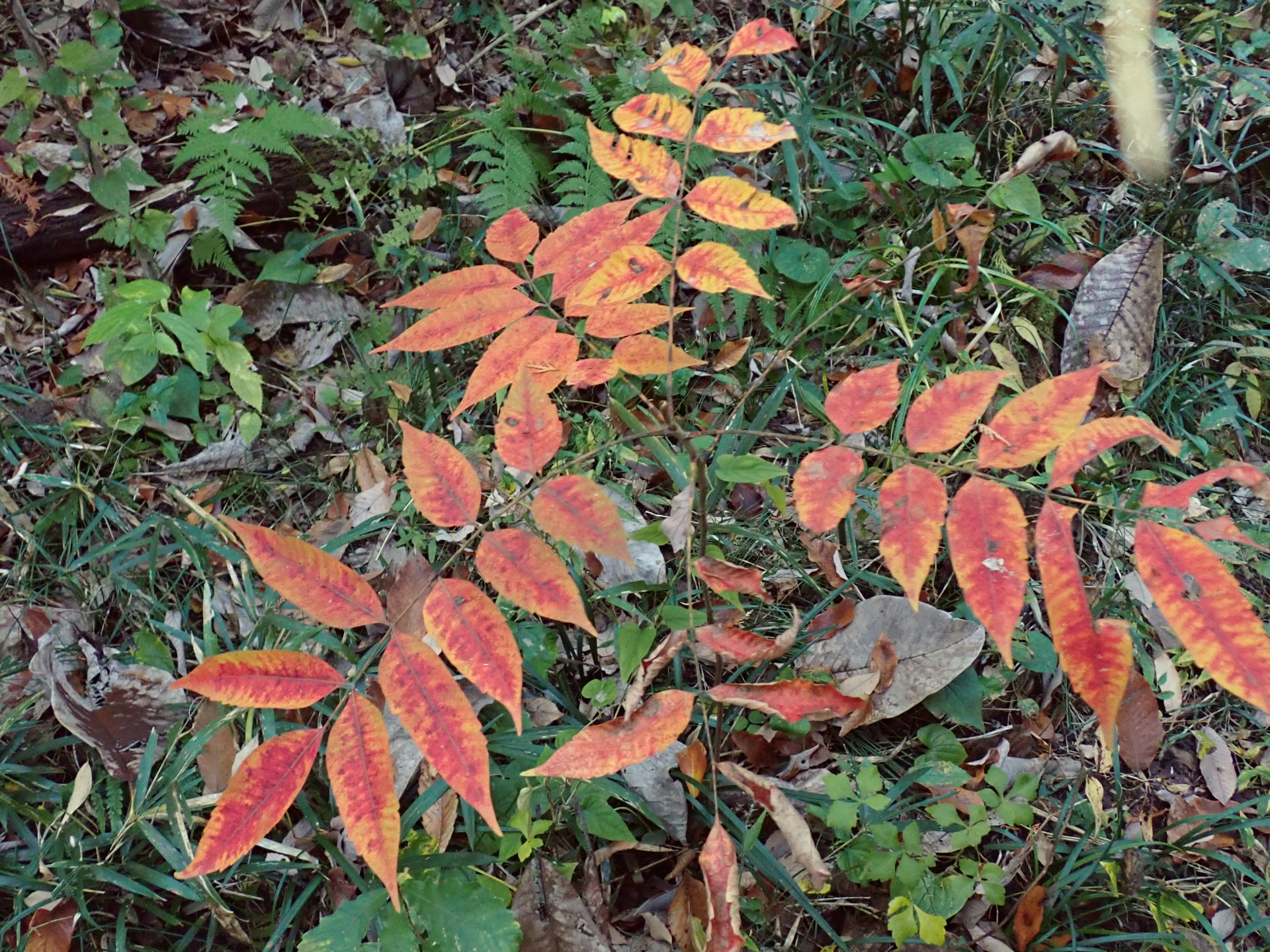 ハゼノキ の高画質写真です。横浜市で、2025年11月17日に撮影したものです。