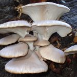 ヒラタケ の高画質写真です。横浜市で、2025年11月22日に撮影したものです。