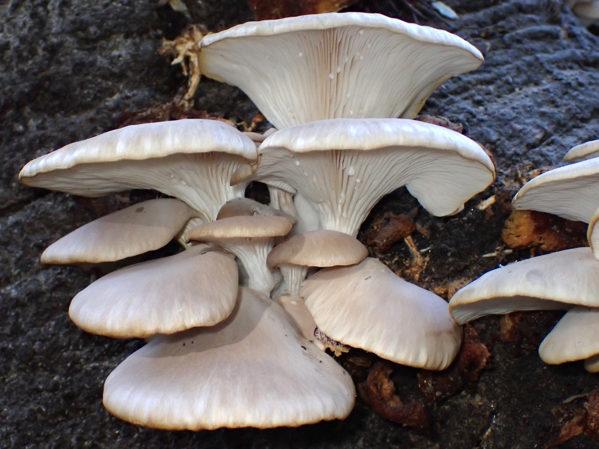 ヒラタケ の高画質写真です。横浜市で、2025年11月22日に撮影したものです。