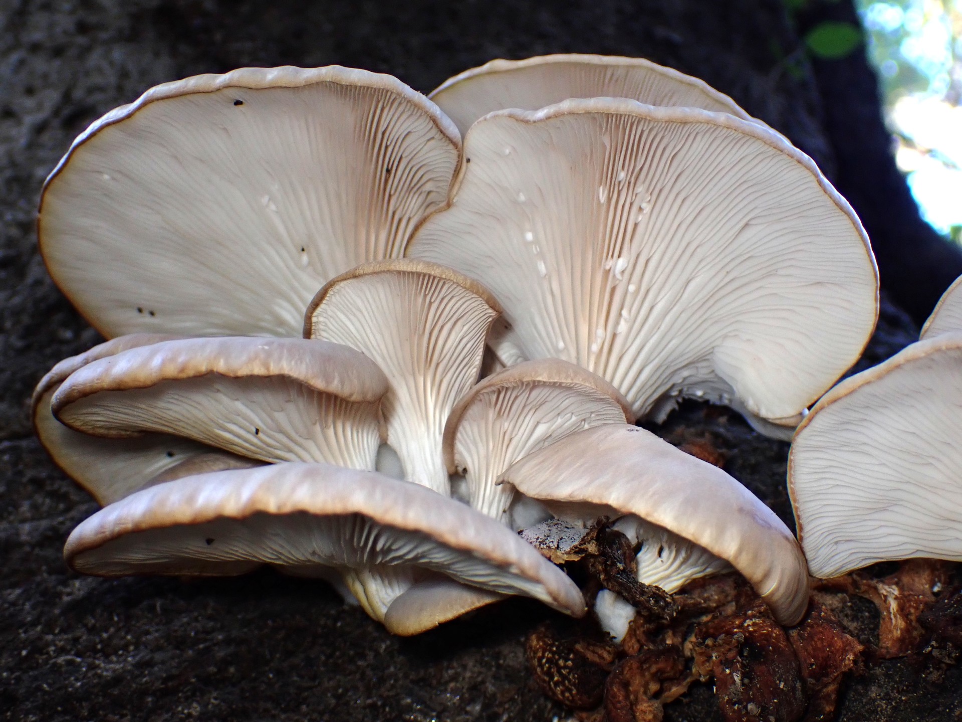 ヒラタケ の高画質写真です。横浜市で、2025年11月22日に撮影したものです。