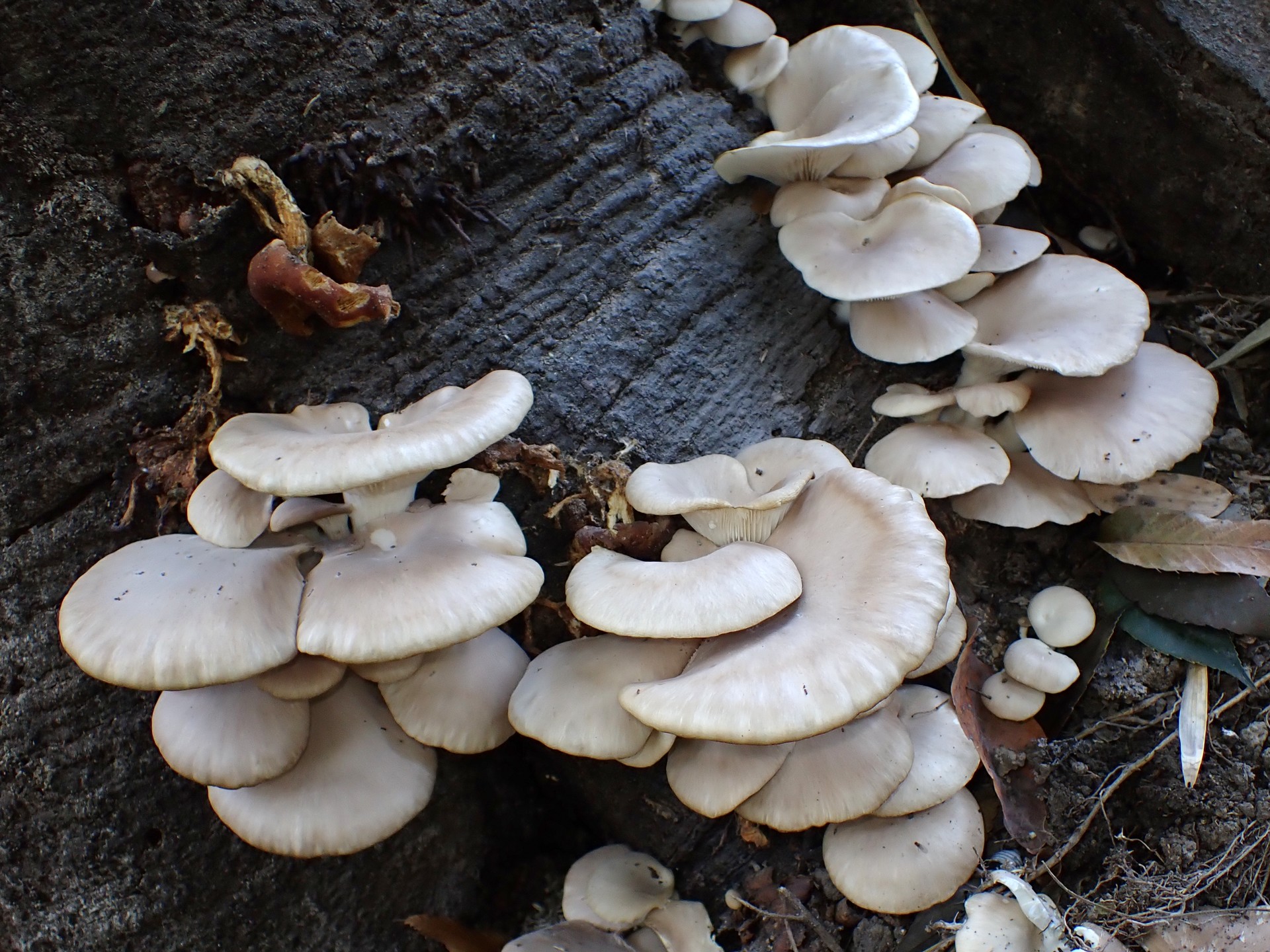 ヒラタケ の高画質写真です。横浜市で、2025年11月22日に撮影したものです。