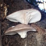 ヒラタケ の高画質写真です。横浜市で、2025年11月26日に撮影したものです。