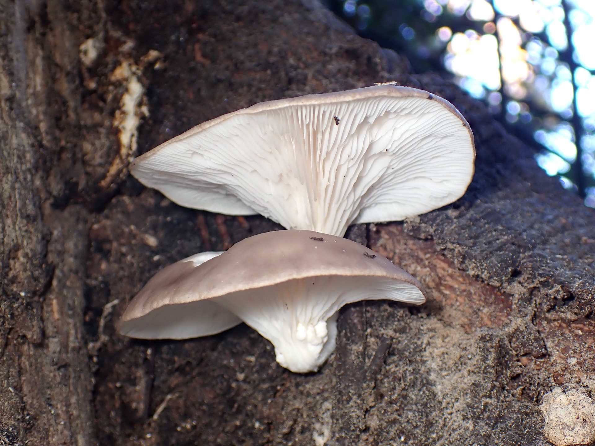 ヒラタケ の高画質写真です。横浜市で、2025年11月26日に撮影したものです。