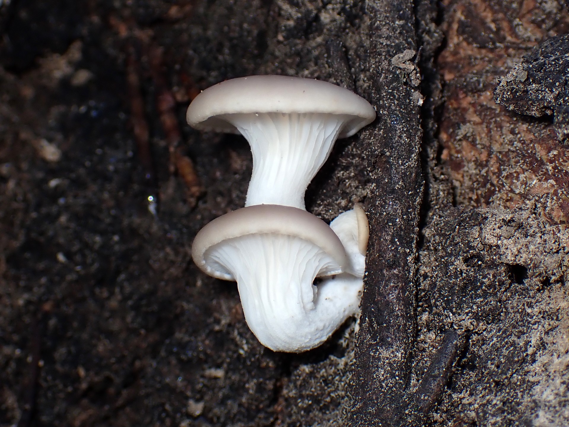 ヒラタケ の高画質写真です。横浜市で、2025年11月22日に撮影したものです。