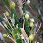 ジュジュダマ の高画質写真です。横浜市で、2025年11月4日に撮影したものです。