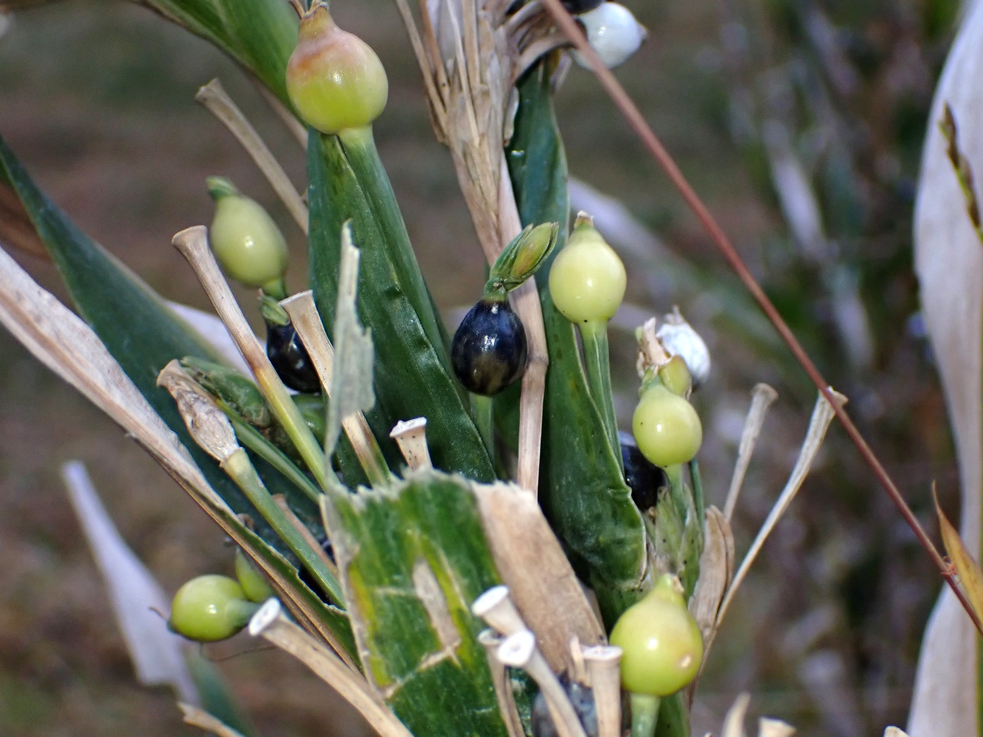 ジュジュダマ の高画質写真です。横浜市で、2025年11月4日に撮影したものです。
