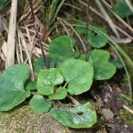 キッコウハグマ の高画質写真です。横浜市で、2025年11月17日に撮影したものです。