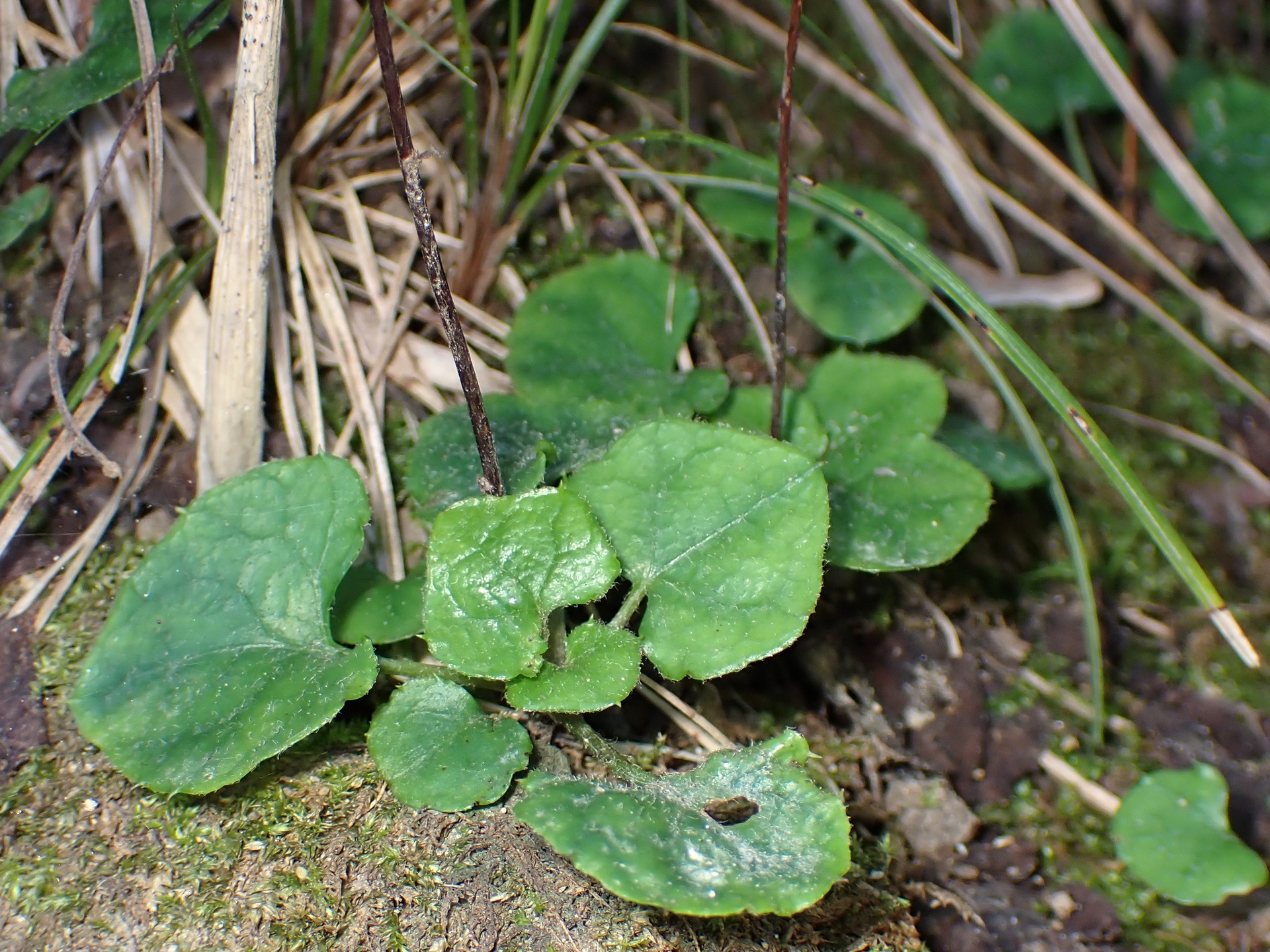 キッコウハグマ の高画質写真です。横浜市で、2025年11月17日に撮影したものです。