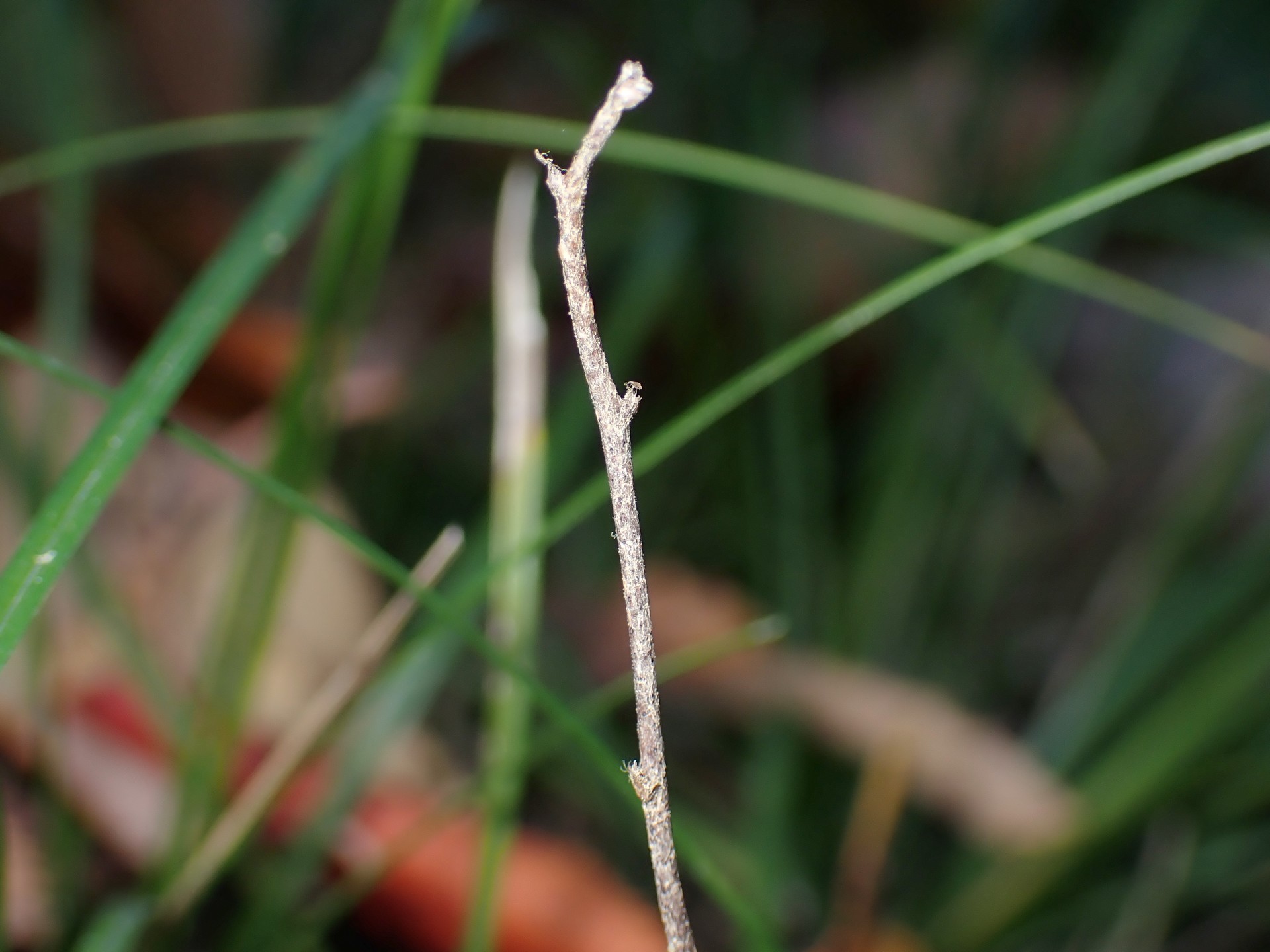 キッコウハグマ の高画質写真です。横浜市で、2025年11月17日に撮影したものです。