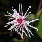 コウヤボウキ の高画質写真です。横浜市で、2025年11月3日に撮影したものです。