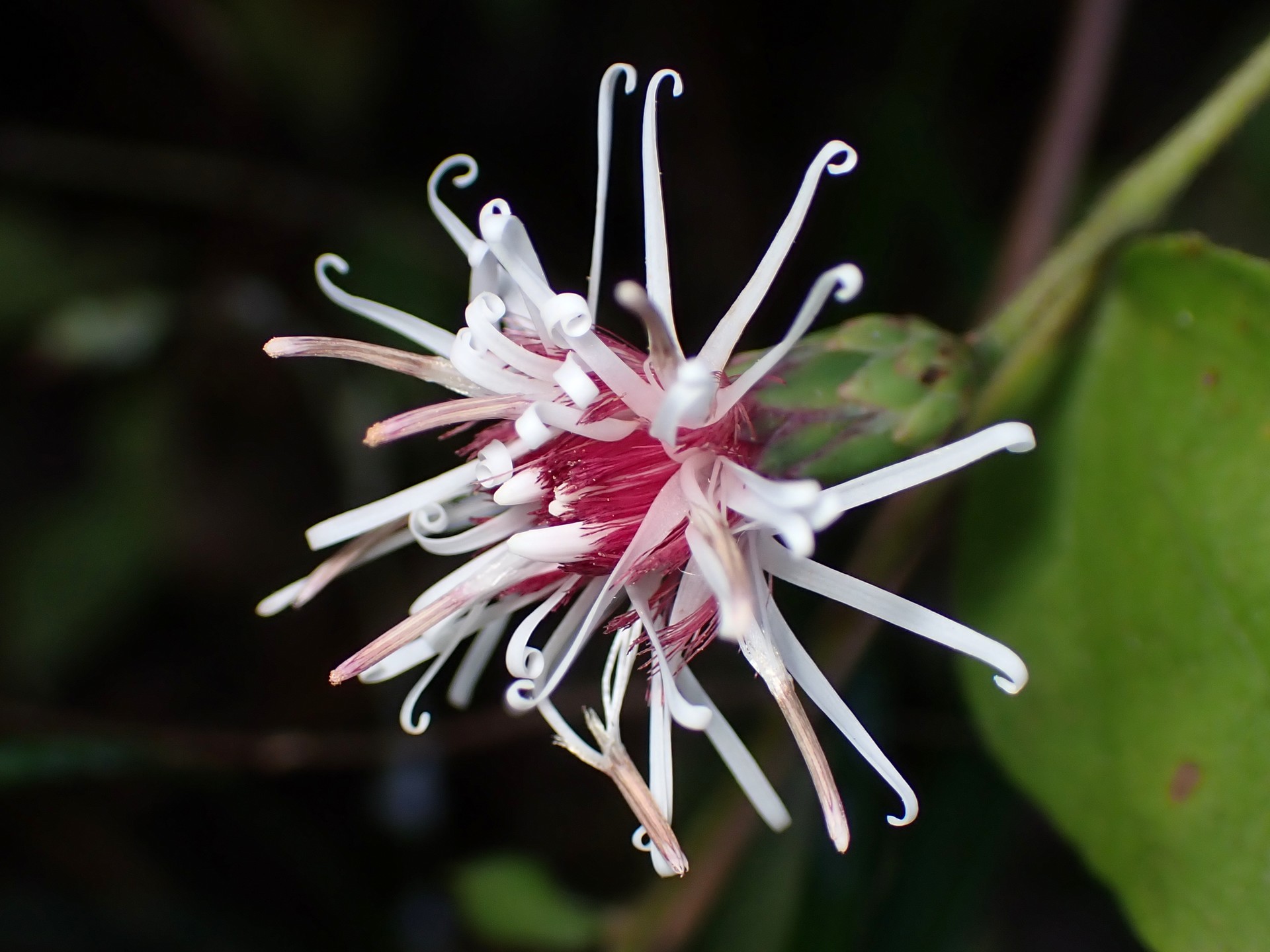 コウヤボウキ の高画質写真です。横浜市で、2025年11月3日に撮影したものです。