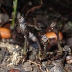 クロヤツシロラン の高画質写真です。横浜市で、2025年11月1日に撮影したものです。