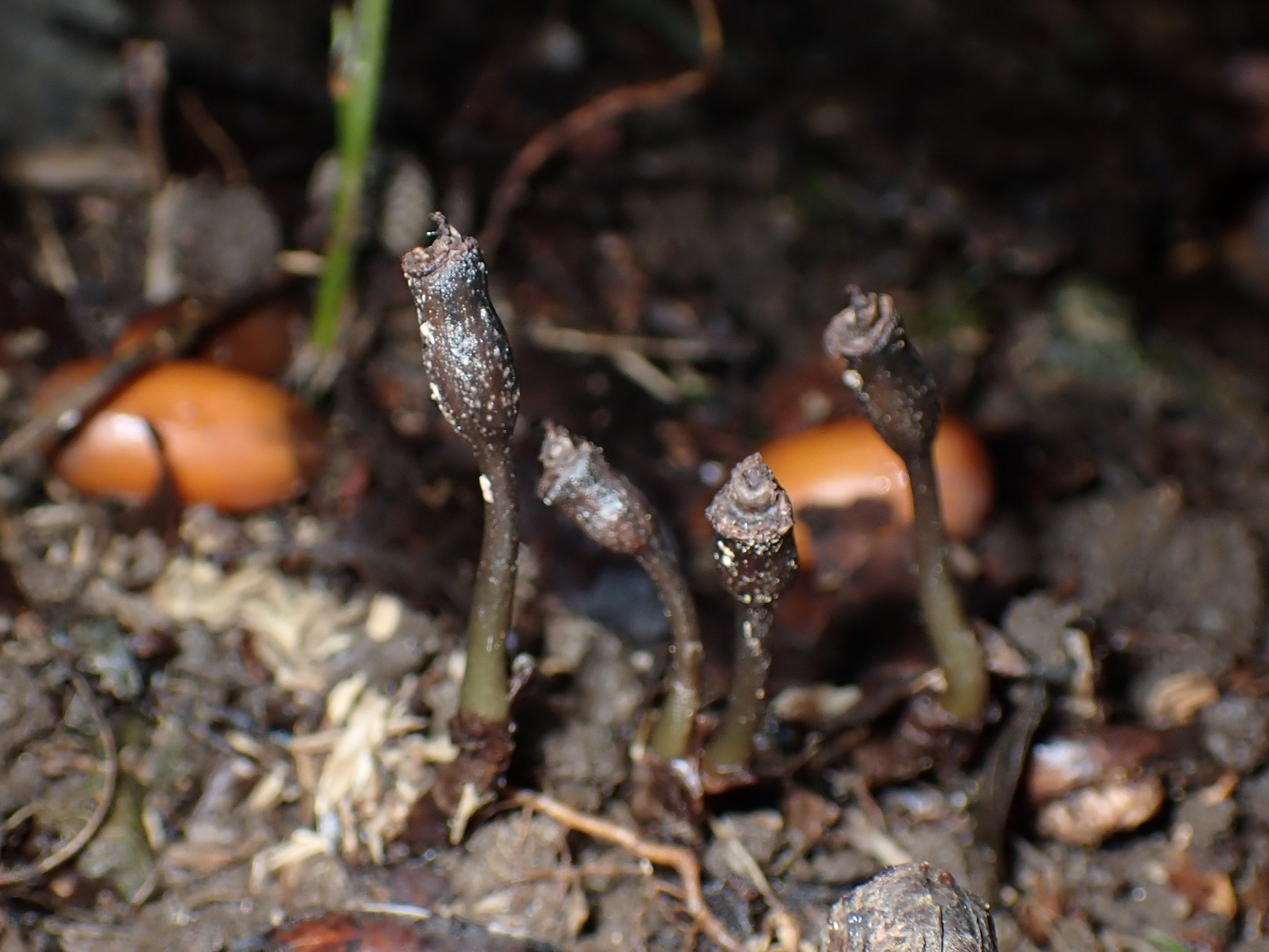 クロヤツシロラン の高画質写真です。横浜市で、2025年11月1日に撮影したものです。