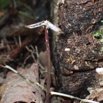 クロヤツシロラン の高画質写真です。横浜市で、2025年11月6日に撮影したものです。