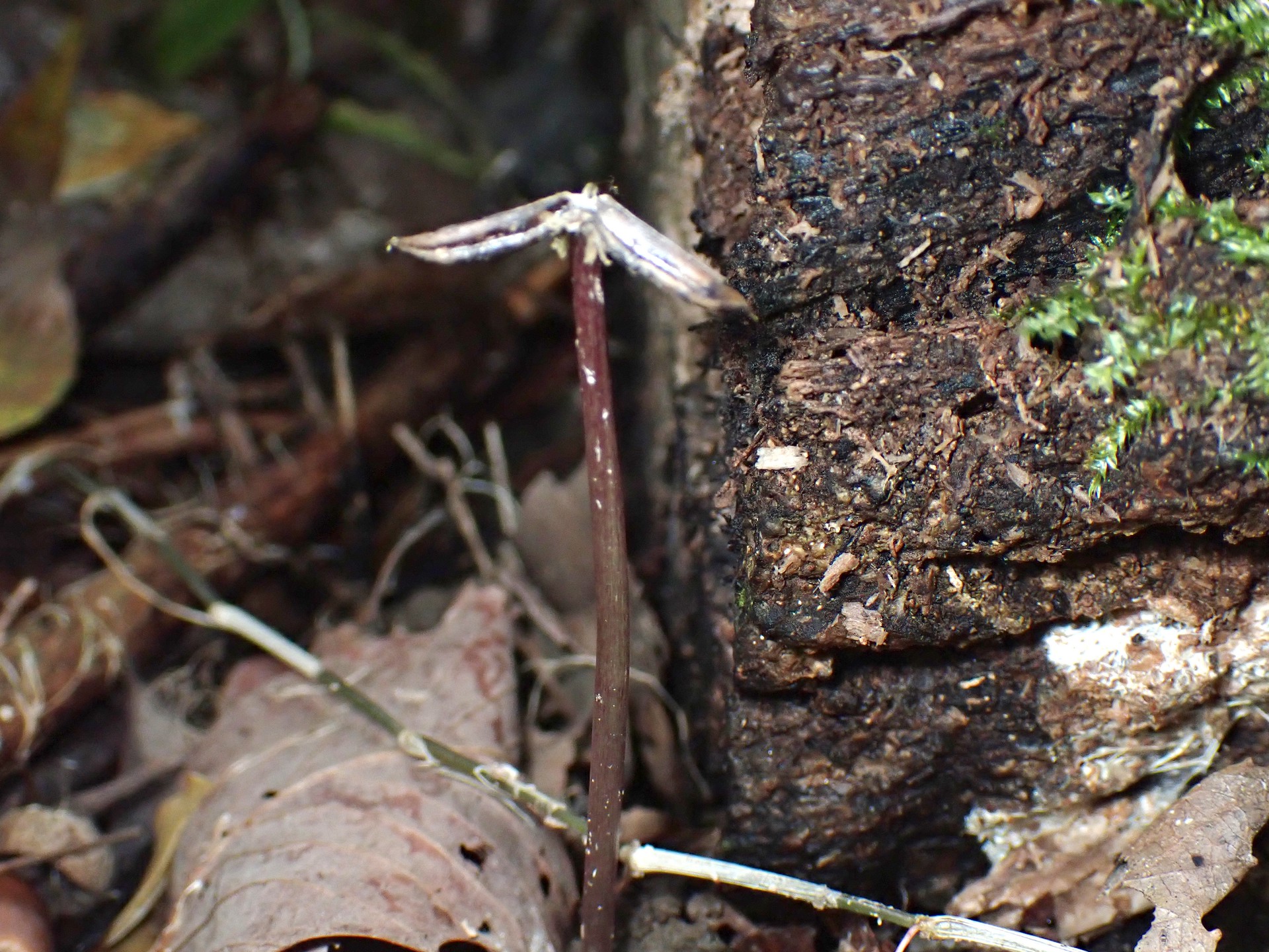 クロヤツシロラン の高画質写真です。横浜市で、2025年11月6日に撮影したものです。
