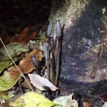 クロヤツシロラン の高画質写真です。横浜市で、2025年11月23日に撮影したものです。