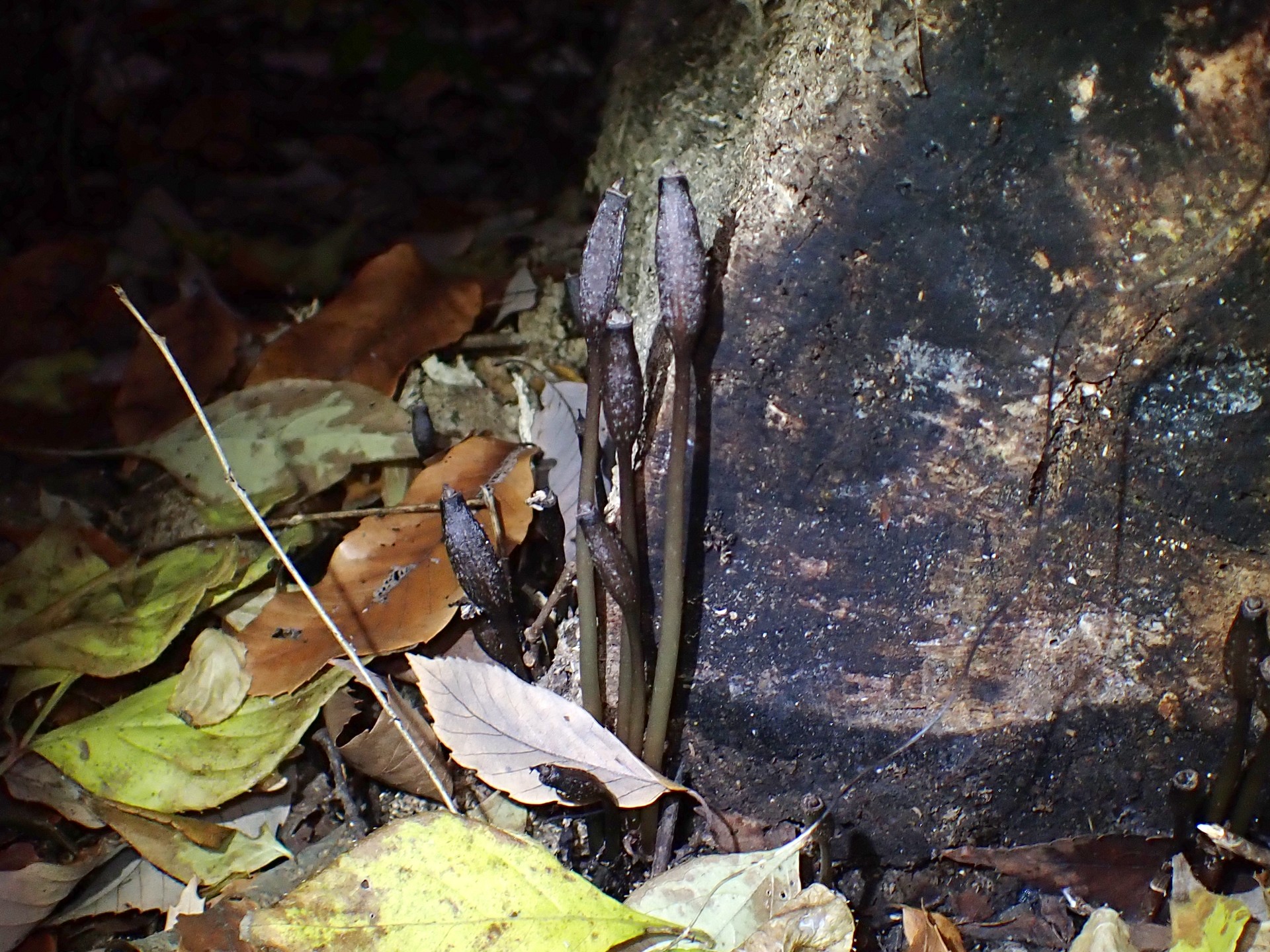 クロヤツシロラン の高画質写真です。横浜市で、2025年11月23日に撮影したものです。