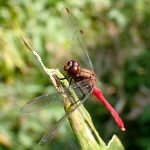 マユタテアカネ の高画質写真です。横浜市で、2025年11月7日に撮影したものです。