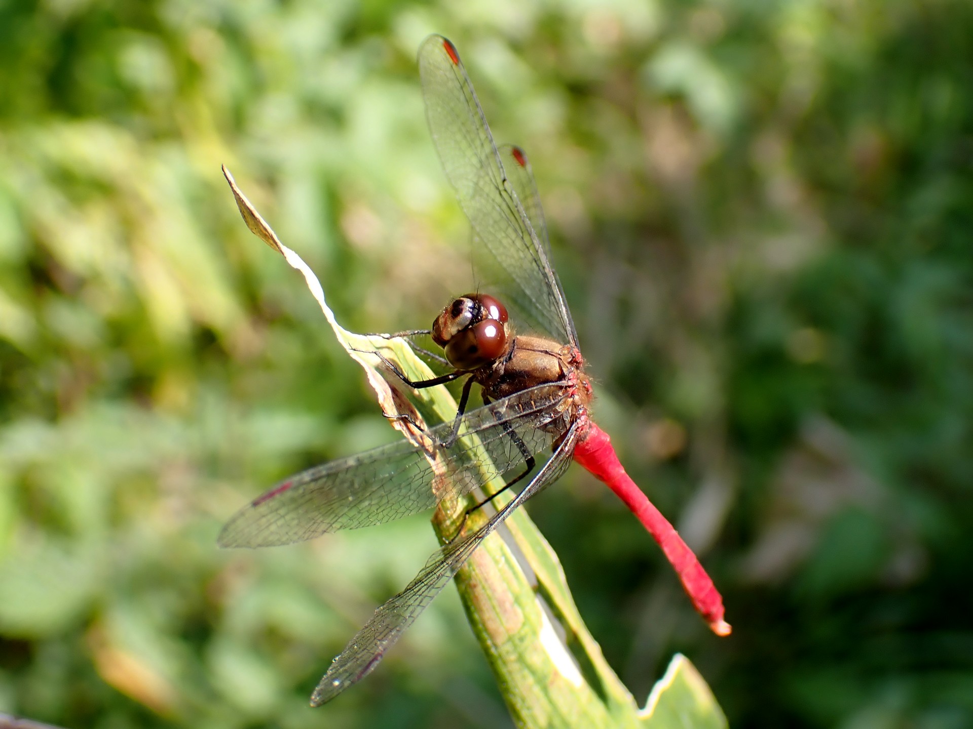 マユタテアカネ の高画質写真です。横浜市で、2025年11月7日に撮影したものです。