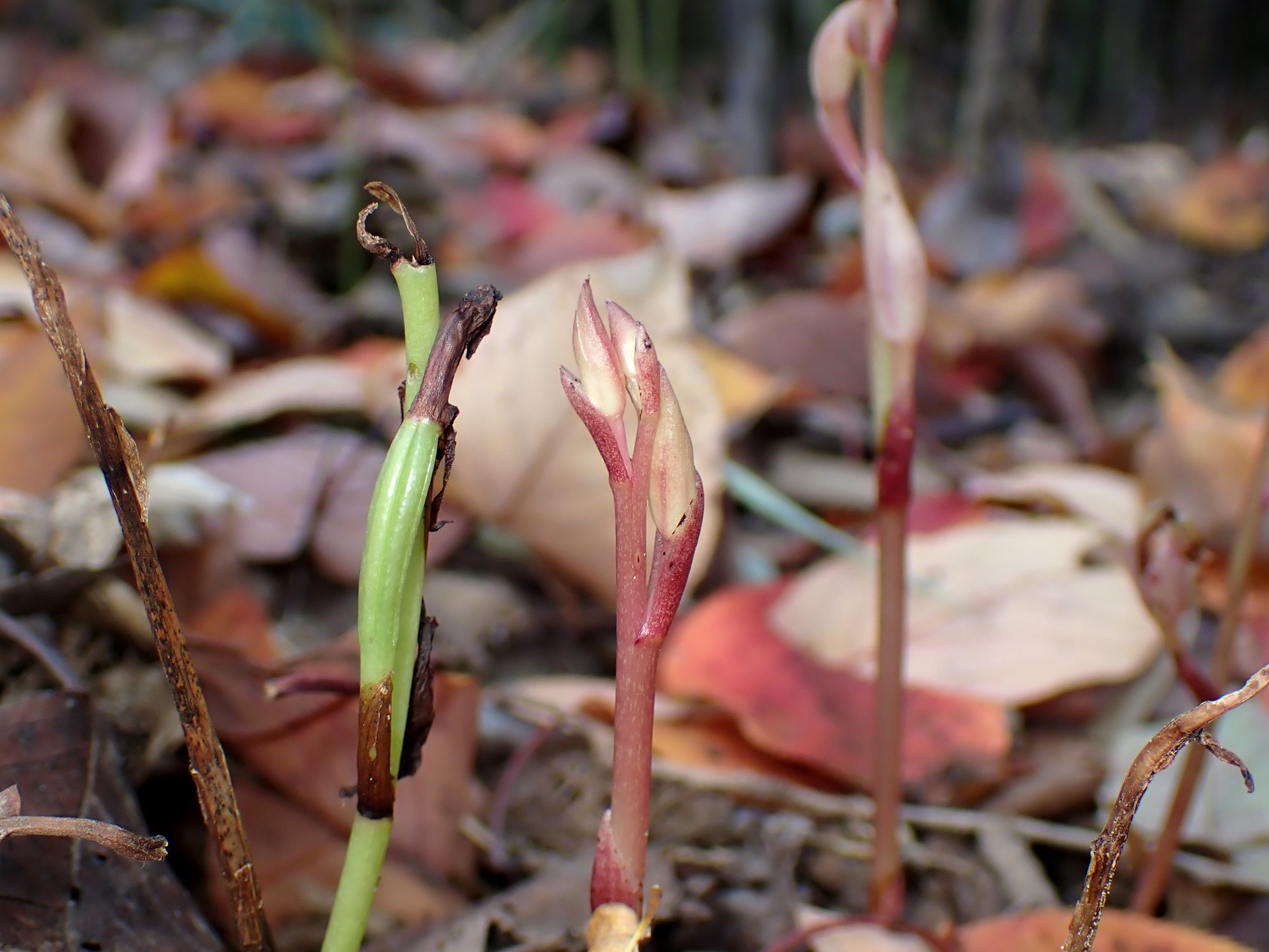 マヤラン の高画質写真です。横浜市で、2025年11月17日に撮影したものです。