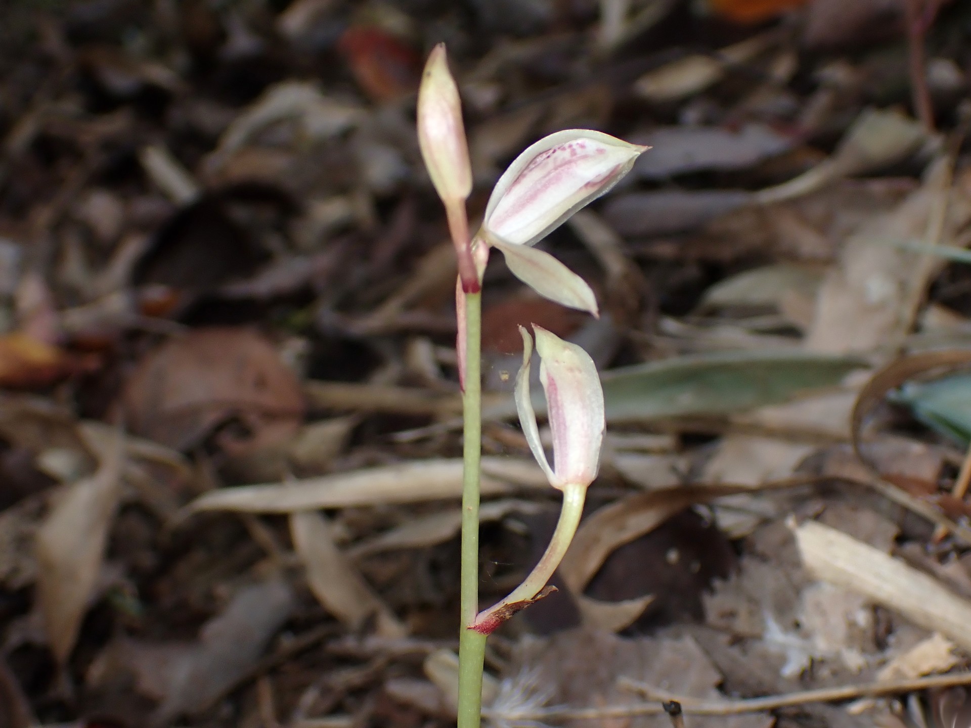 マヤラン の高画質写真です。横浜市で、2025年11月7日に撮影したものです。
