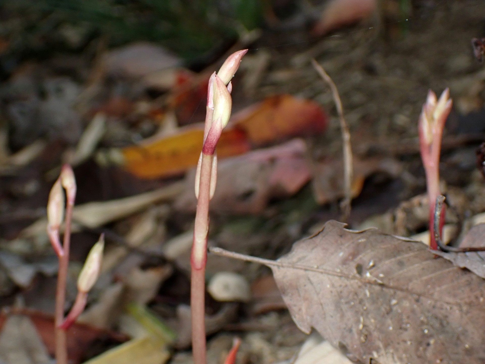 マヤラン の高画質写真です。横浜市で、2025年11月7日に撮影したものです。