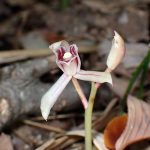 マヤラン の高画質写真です。横浜市で、2025年11月7日に撮影したものです。