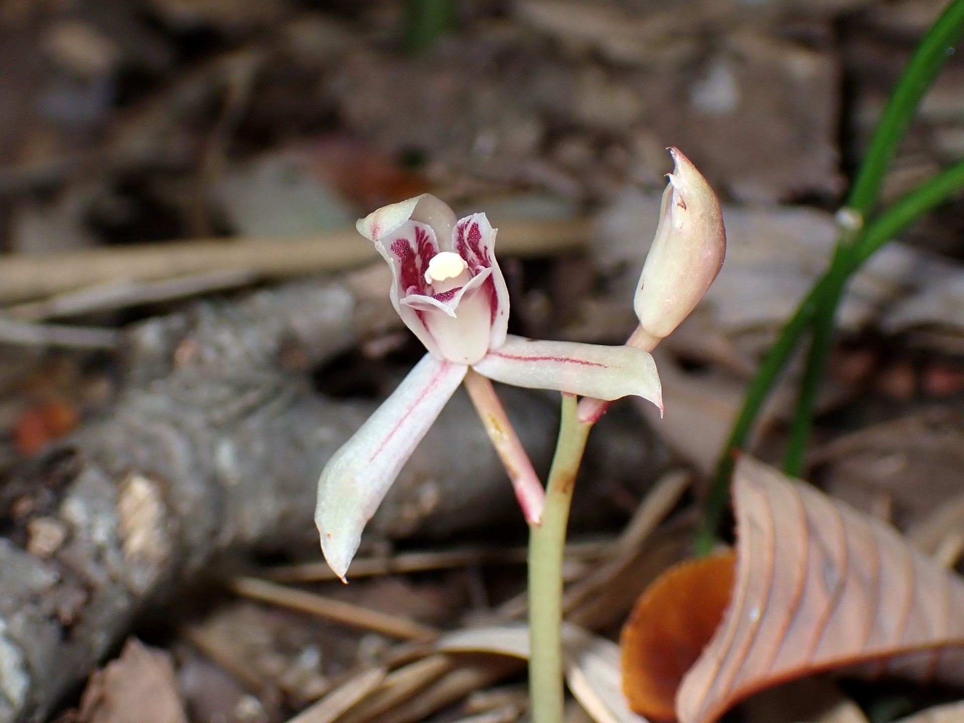 マヤラン の高画質写真です。横浜市で、2025年11月7日に撮影したものです。