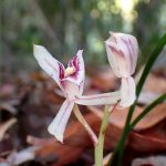 マヤラン の高画質写真です。横浜市で、2025年11月17日に撮影したものです。