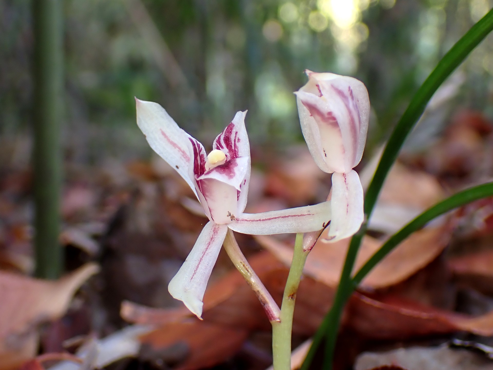 マヤラン の高画質写真です。横浜市で、2025年11月17日に撮影したものです。