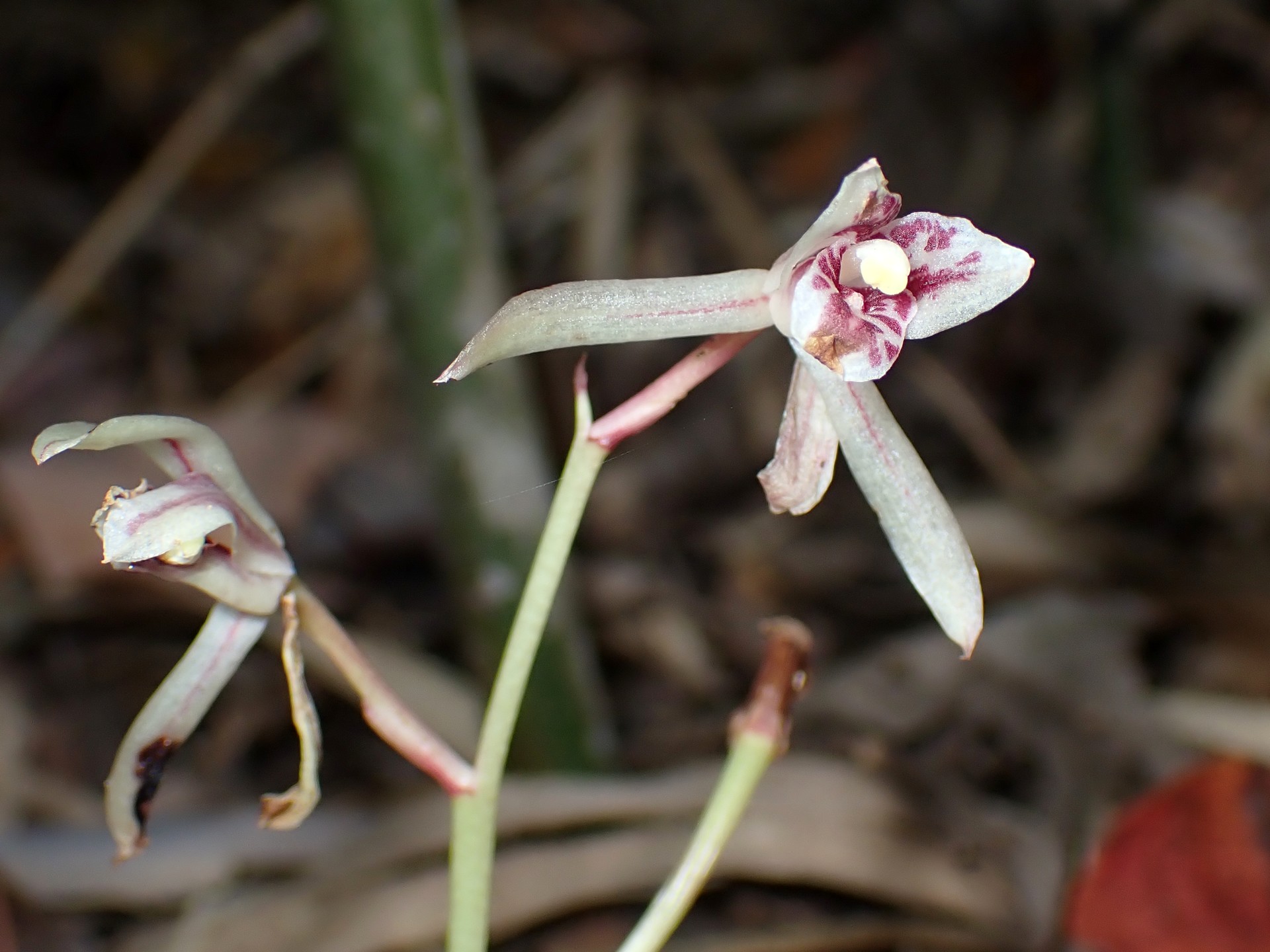 マヤラン の高画質写真です。横浜市で、2025年11月7日に撮影したものです。