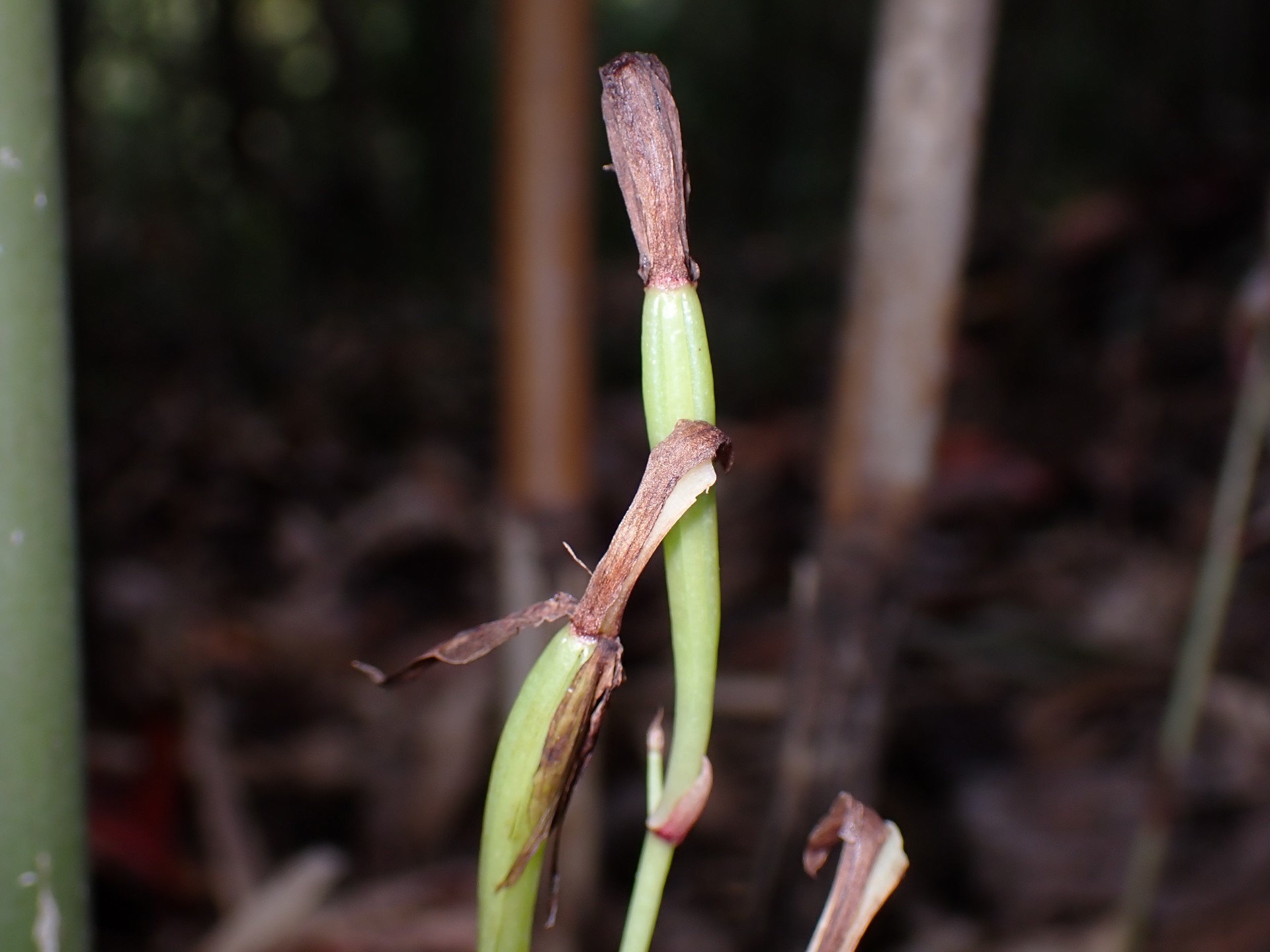 マヤラン の高画質写真です。横浜市で、2025年11月7日に撮影したものです。